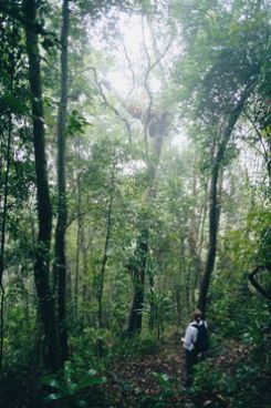 Image of the rainforest at Wallaman Falls.