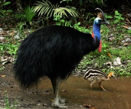 Photo of a cassowary, which may be encountered in the park
