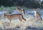 Fraser Island Dingoes