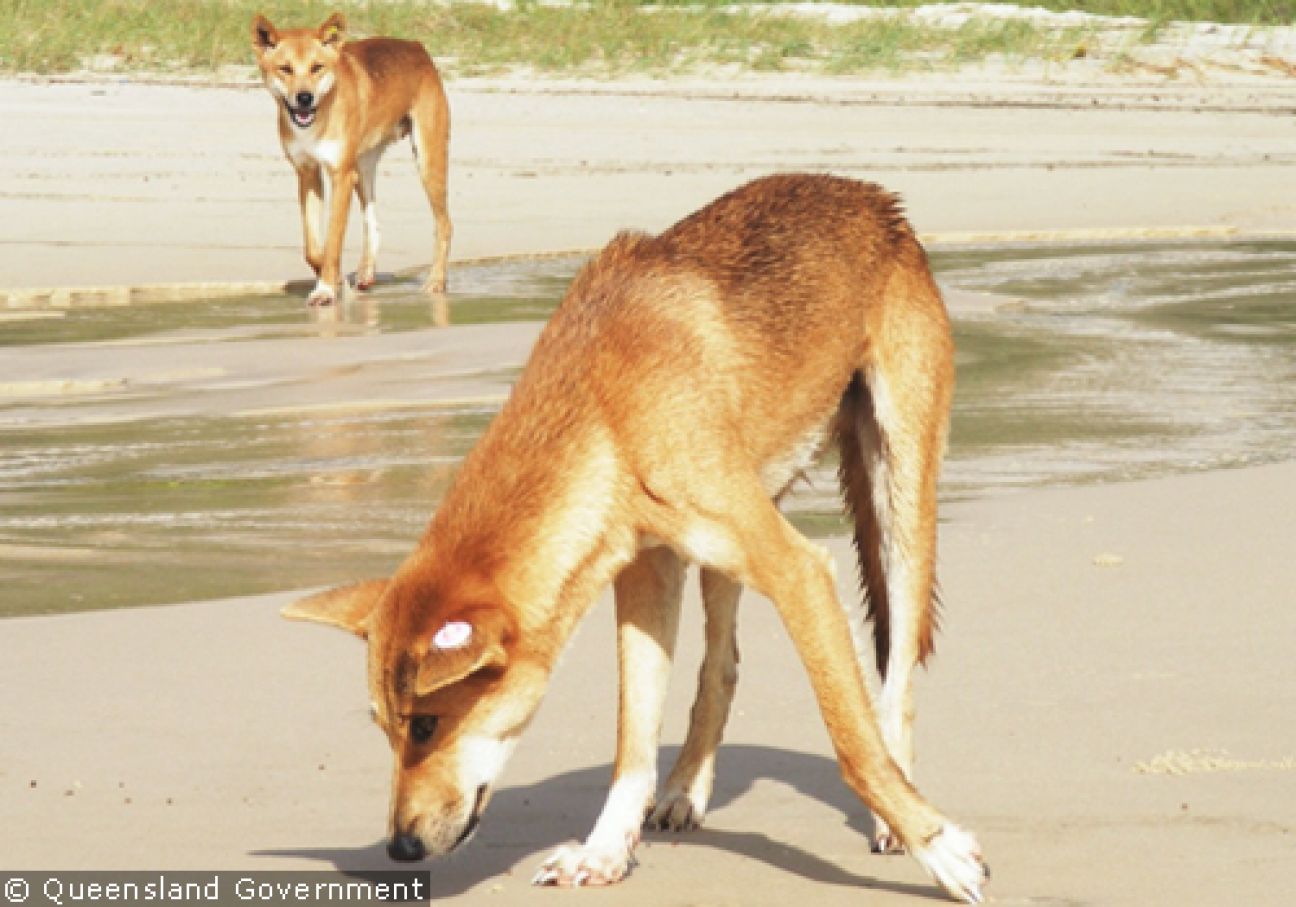Fraser Island Dingoes