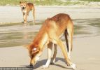 Fraser Island Dingoes
