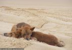 Fraser Island Dingoes