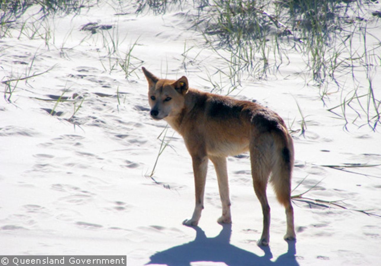 Fraser Island Dingoes