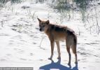 Fraser Island Dingoes