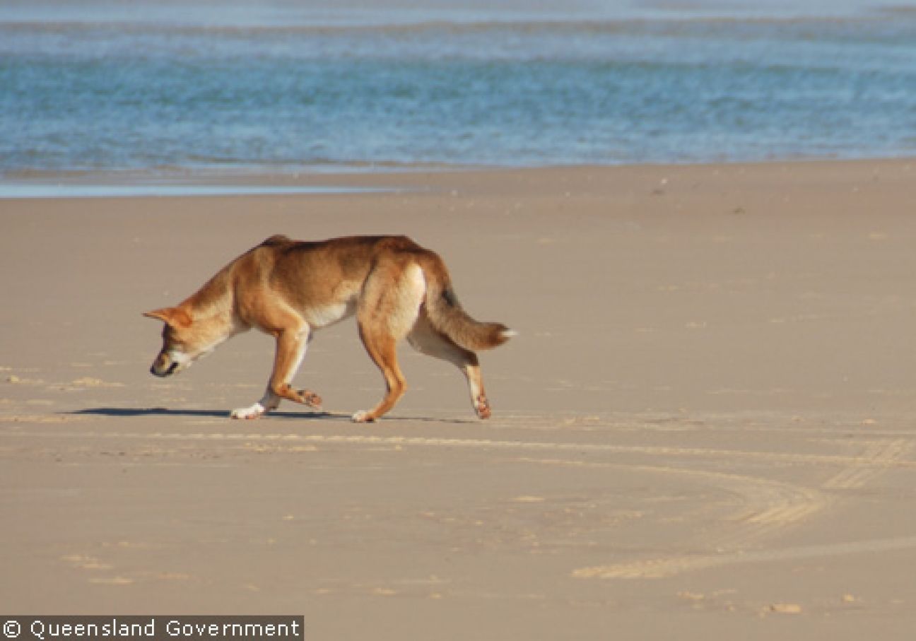 Fraser Island Dingoes