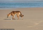 Fraser Island Dingoes