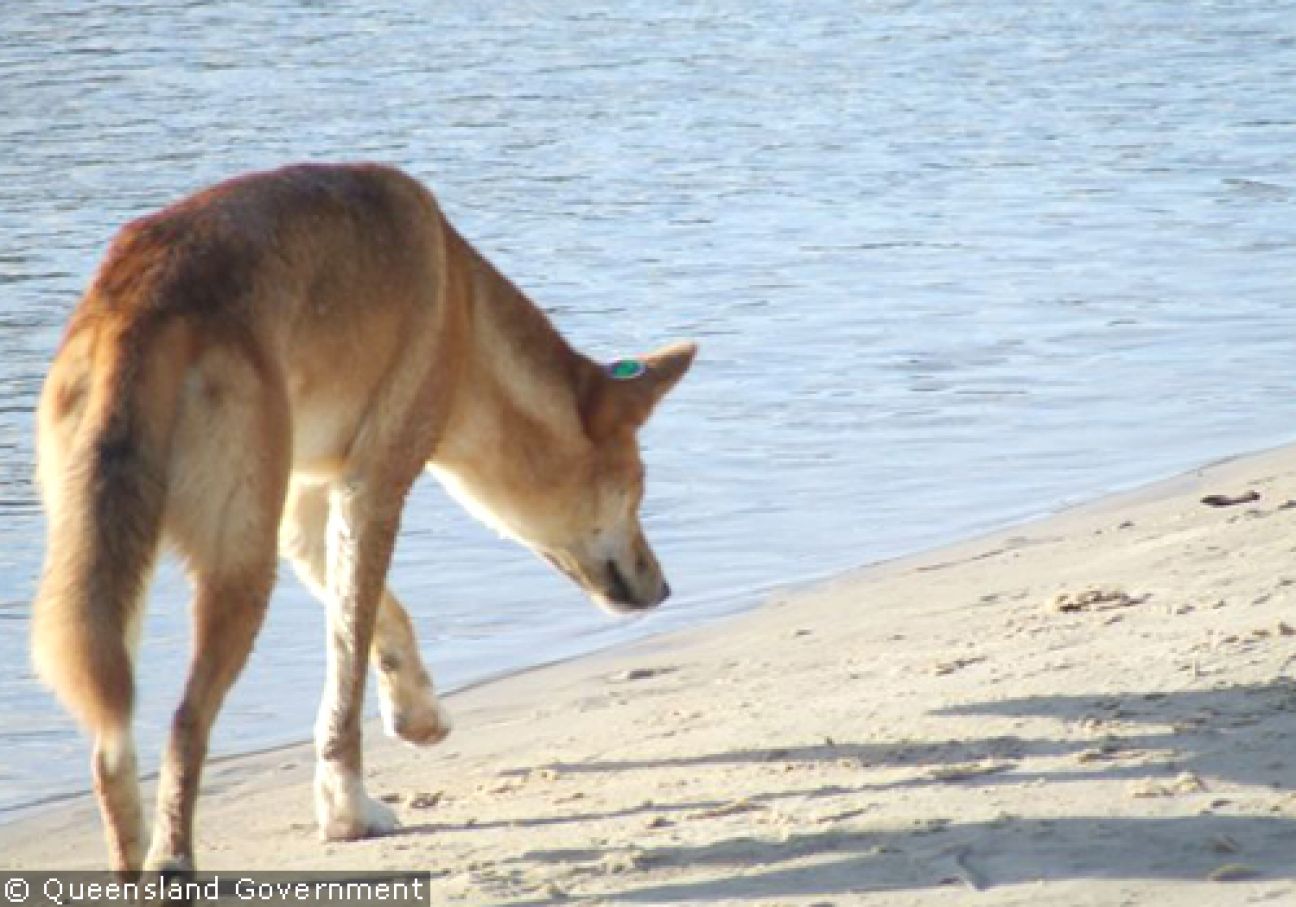 Fraser Island Dingoes