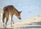 Fraser Island Dingoes