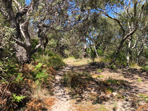Look for bristled banksias on the Dux's Hut walk. 