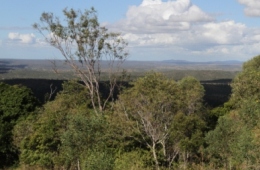 Image of the limited views through vegetation at One Tree Hill lookout.
