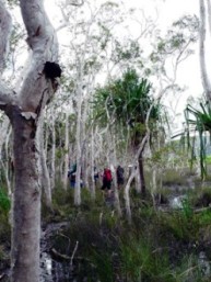 Melaleuca swamps on the Thorsborne Trail. 