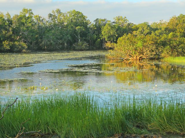 Horseshoe Lagoon is fringed by freshwater mangroves and shady melaleucas.