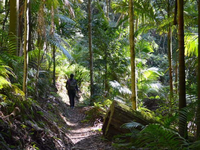 Follow the circuit through Gondwana sub-tropical rainforest.