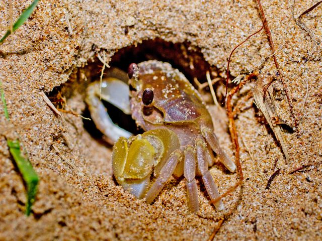 Look for crabs and their telltale burrows on the beach.