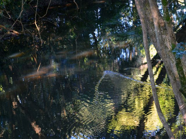 Keep an eye out for platypus in the creek on the Rainforest walk.