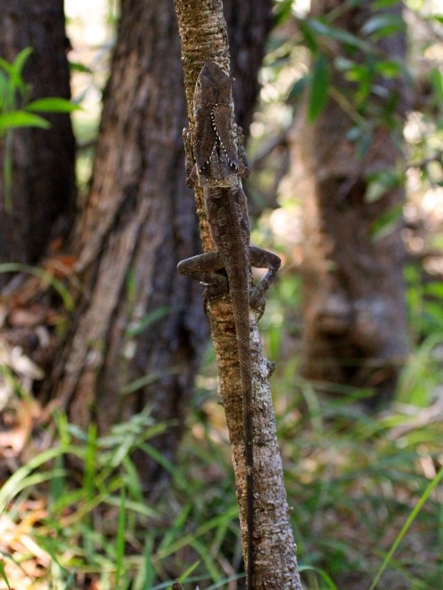The frilled-neck lizards has excellent camouflage and is often mistaken for bark.