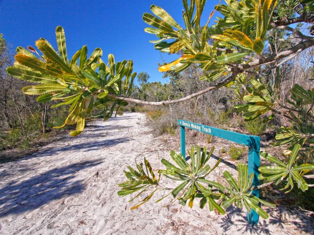 The Banksia track in Burrum Coast National Park.
