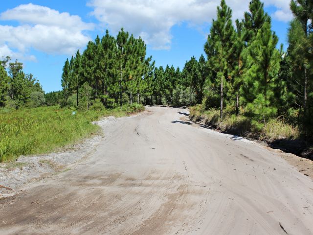 Pine plantations line some of the drive.