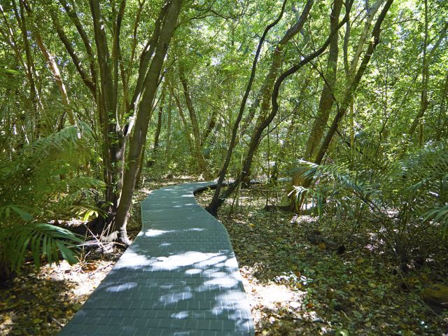 Green Island is home to more than 120 species of plants.