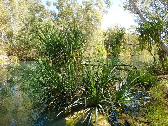 Stroll down to the banks of the Gregory River and spot the many small birds as they dart down for a drink.