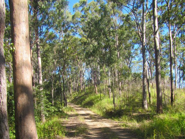 Augies loop is a long hiking trail through dry eucalypt forest.