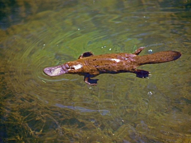 You may spy a platypus in Carnarvon Creek on the Nature trail.