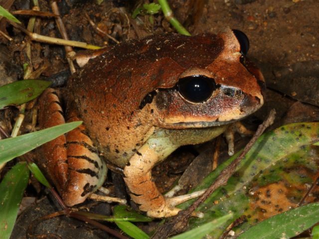 In spring and summer listen for the distinctive calls of the great barred frogs along the creek.