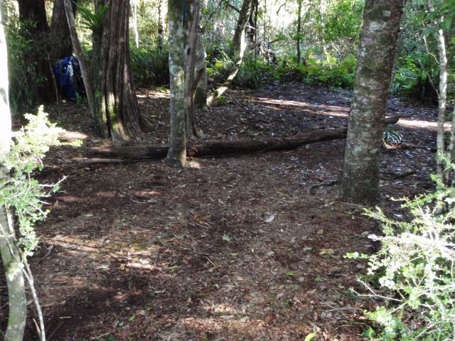 Set up for the night enclosed in cool temperate rainforest.