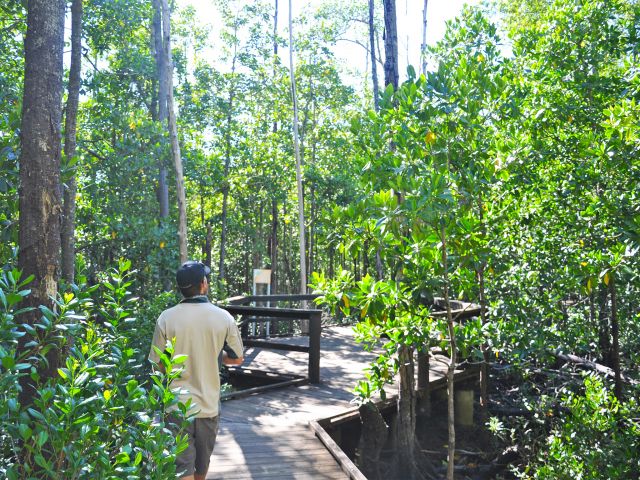 Understand the importance of the diverse plant communities from signs along the boardwalk.
