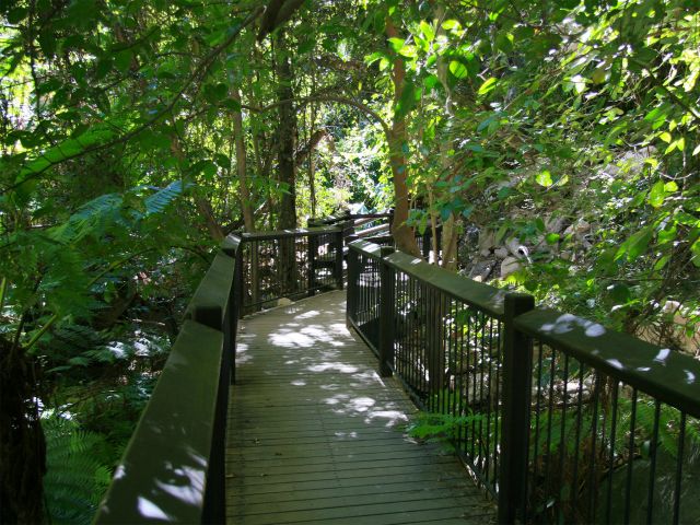 Follow the shady boardwalk along the Moss Garden walk.