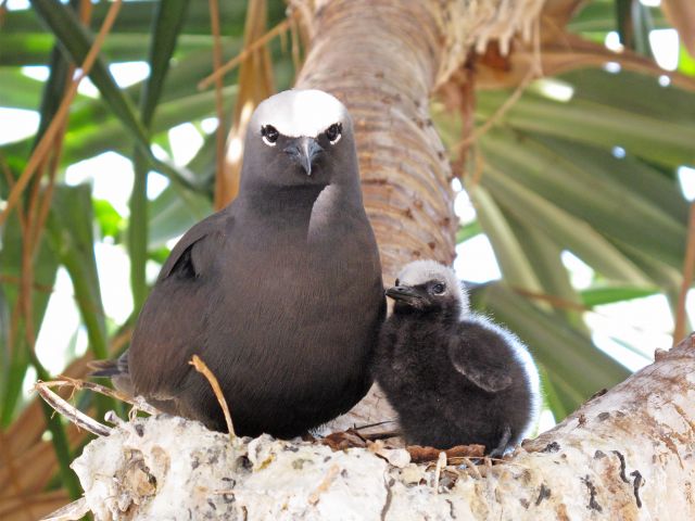 Seabirds, like these black noddies, arrive in October to breed on the islands.