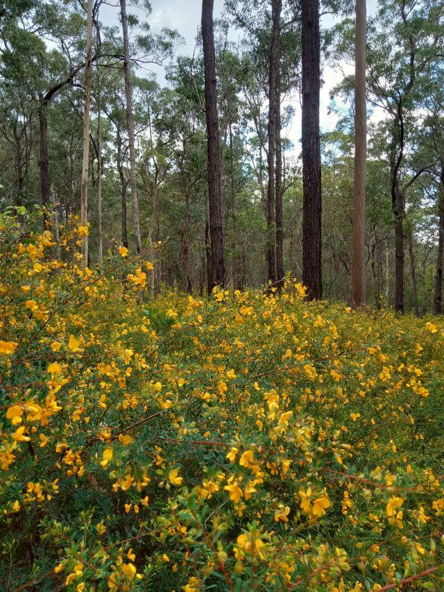 Photo of pultenaeas bursting into flower in spring making the park awash with yellow.