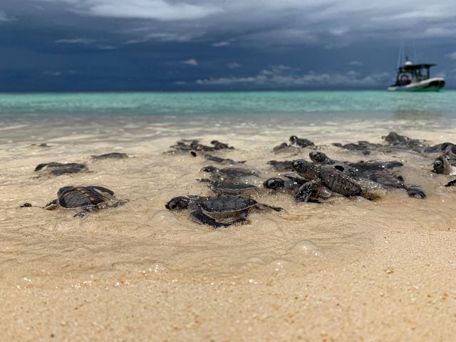 Hatchlings entering the water.