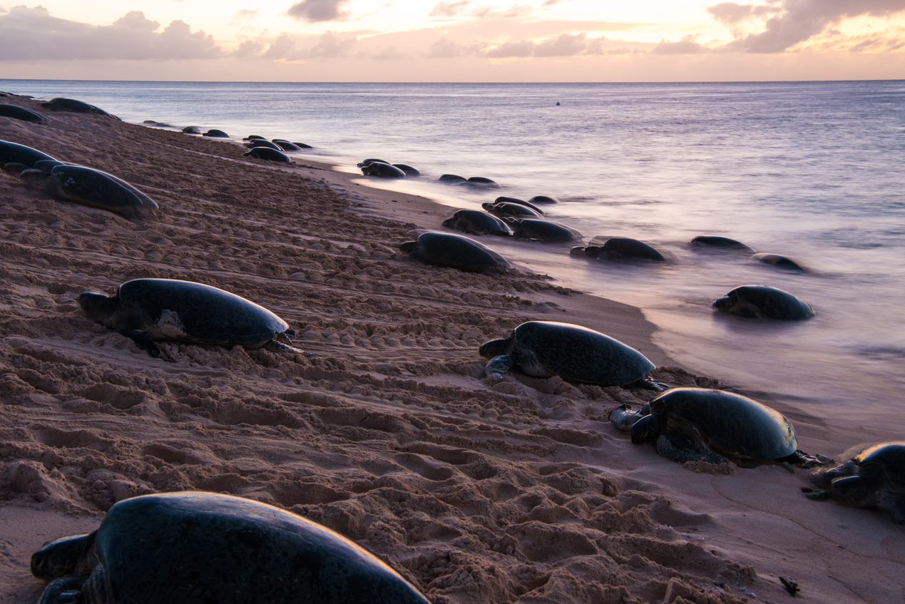 Green turtles coming out of the water to nest.