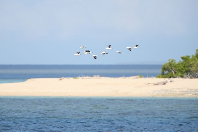 A flock of pied imperial pigeons in flight over blue waters, the beach of an island in the background