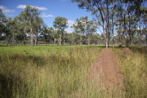 Wetlands and seasonally inundated grasslands at Blackbraes National Park.