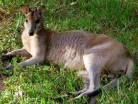 Agile wallabies graze around the day-use area. 