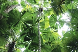 Licuala fan palms, Queensland. 
