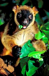 Lumholtz's tree-kangaroos live in the Tully Falls rainforest. 