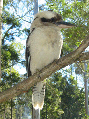 Photo of a kookaburras who are frequently seen around day-use and camping areas.