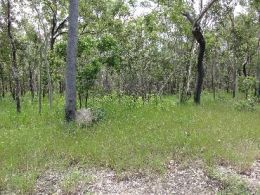 Image of the open forest, Macalister Range National Park.
