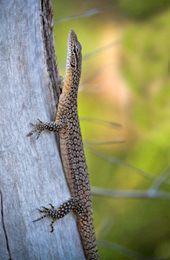 Image of the freckled monitor <em>Varanus tristis</em> is one of many reptiles found in Isla Gorge National Park.