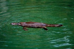 Image of a platypus which live in Stony Creek, Queensland. Look for them in the early morning or at dusk.