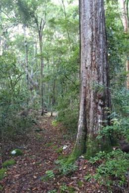 Turpentine trees feature on the short Turpentine circuit walk.