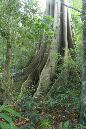 The buttress roots of fig trees help support these tall rainforest giants seen along the Fig Tree circuit. 