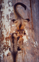 Image of yellow-bellied gliders feeding on eucalypt sap, Carnarvon Gorge.