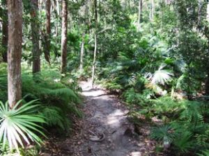 The Palm Grove walk is accessed via the Wooroi day-use area.