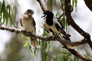 Pied butcher birds