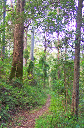 Ravensbourne National Park conserves a small remnant of the vast forests that once covered the Great Dividing Range. 