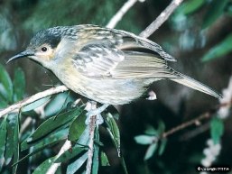 Photo of a Mackleay's honeyeater, a Wet Tropics endemic, has been recorded in Curtain Fig National Park.